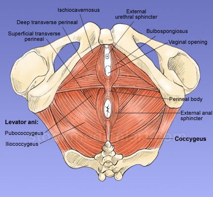 Okładka artykułu Ćwiczysz „mięśnie Kegla” zaciskając je? Robisz sobie krzywdę.